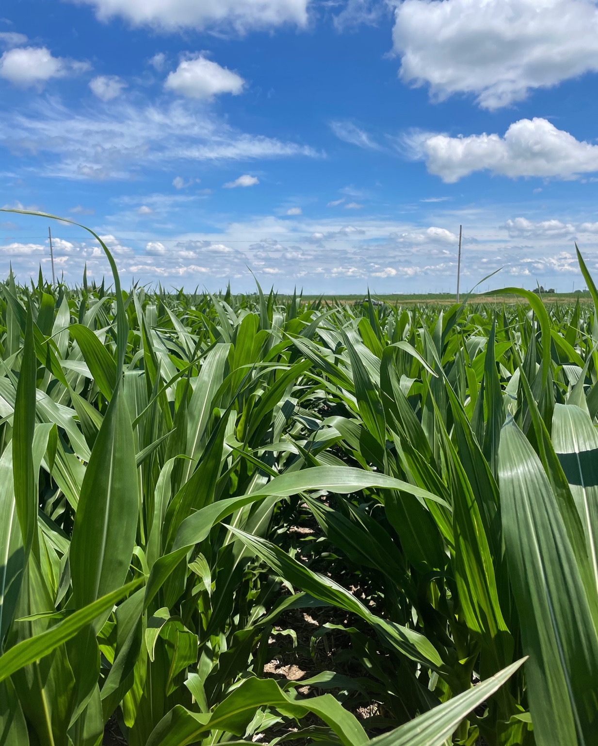 Green corn rows beneath a blue sky